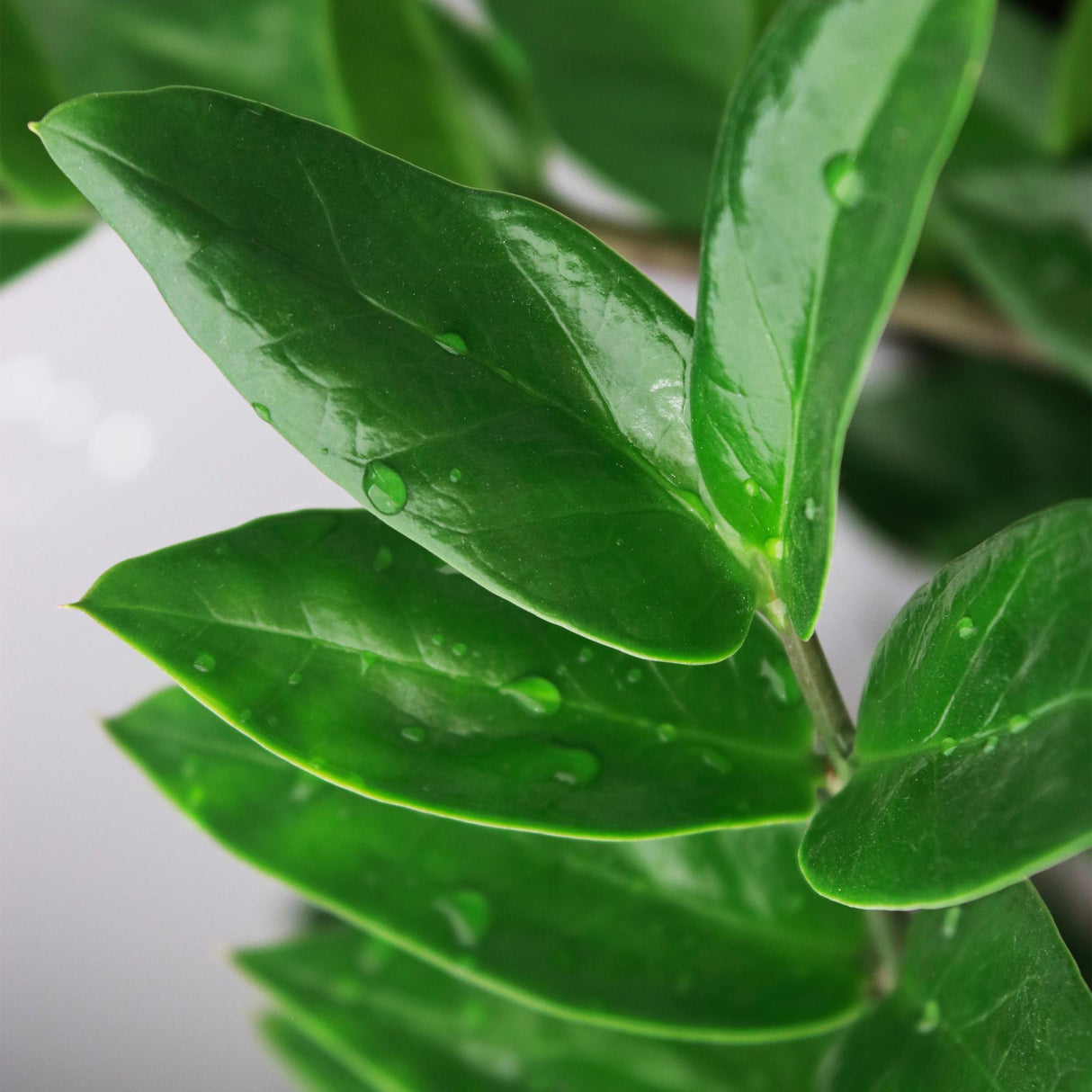 Livraison plante Zamioculcas zamiifolia – Lot de 2 – Pot 17 cm