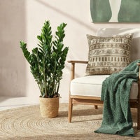 Zamioculcas ZZ und Korb