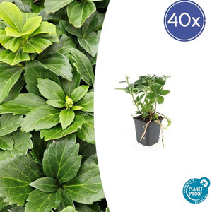Pachysandre Du Japon (Pachysandra terminalis) 'Terminalis' - vue 10