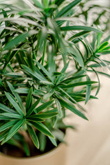 Podocarpus - Künstliche Grünpflanze