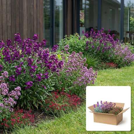 Pack jardin - composition prête à planter