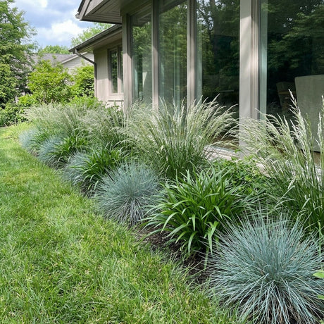 Pack Balcon Soleil & Mi-Ombre Bleu & Vert - 18 plantes — photo 2