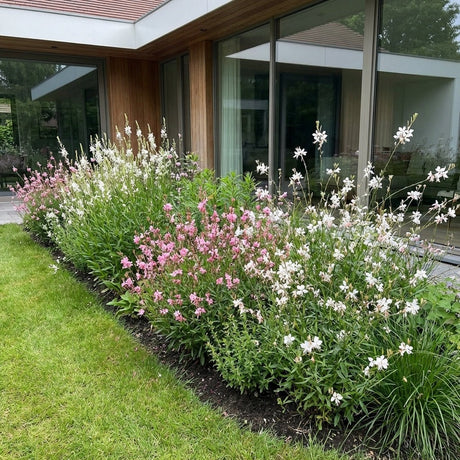 Pack Façade Plein Soleil Rose & Blanc - 6 plantes — photo 2