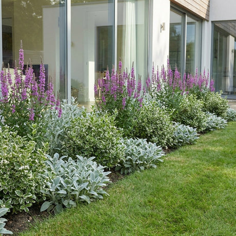 Pack Façade Soleil & Mi-Ombre Violet & Panaché - 18 plantes — photo 2