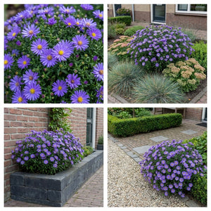 Pack Massif Plein Soleil Rose & Violet (Cataire) - 30 plantes — photo 7