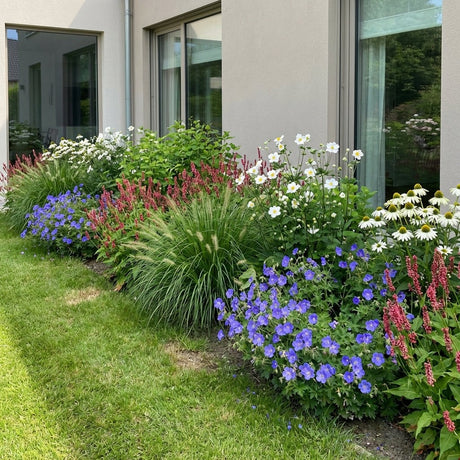 Pack Massif Soleil & Mi-Ombre Rose & Blanc (Géranium Vivace) - 30 plantes #3 — photo 2