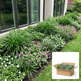 Pack jardin - composition prête à planter