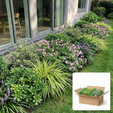 Pack jardin - composition prête à planter
