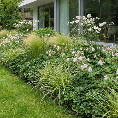 Pack Massif Soleil & Mi-Ombre Rose & Blanc (Pachysandre Du Japon) - 30 plantes #3 — photo 2