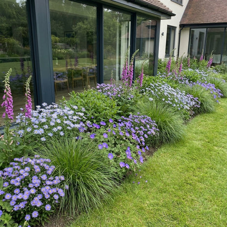 Pack Massif Soleil & Mi-Ombre Violet & Bleu - 30 plantes — photo 2