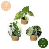 Baby Alocasia Tricolour Variegata avec cache-pots Linnea miel - lot de 3 mini plantes