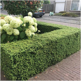 1x 6er-Pack Ilex crenata 'Jenny' – 6 x Ø7 cm – ↕15 cm