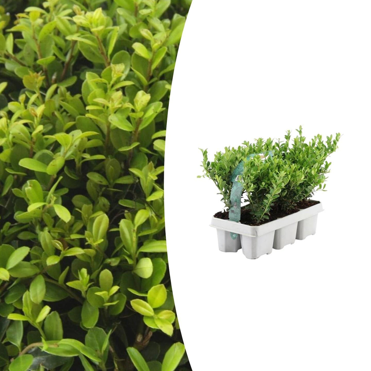 1x 6er-Pack Ilex crenata 'Jenny' – 6 x Ø7 cm – ↕15 cm