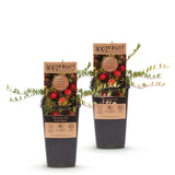 Canneberge Early Black - H 50 cm, pot Ø15 cm