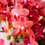 Kolibri Orchids - Überraschungs-Mix-Box - Pflanzen-Vorteilspaket - Überraschungsbox mit 2 verschiedenen Orchideen Ø9cm - frisch vom Züchter