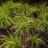 Green boutiQ - Ziergräser - Carex oshimensis Everillo - Gelb - 2 Pflanzen - Immergrün - Wenig Pflege - Topf 17cm Höhe 50cm