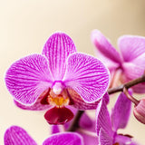 Kolibri Orchids - Überraschungs-Mix-Box - Pflanzen-Vorteilspaket - Überraschungsbox mit 2 verschiedenen Orchideen Ø9cm - frisch vom Züchter
