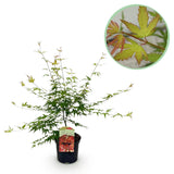 Green boutiQ - Terrassenpflanze - Japanischer Ahorn - Acer palmatum Pink Dwarf - Rosa - 1 Pflanze - Laubabwerfend - Topf 19cm Höhe 70cm