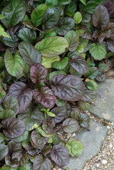 Bugle rampante Catlin's Giant en godet - Ajuga reptans - H 10-25 cm, pot Ø9 cm - photo 5