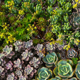 Green boutiQ - Bodendecker - Winterhart - Alpen-Mischung - 8 Pflanzen - Diverse Farben - Pflegeleicht - Topf 14 Höhe 17