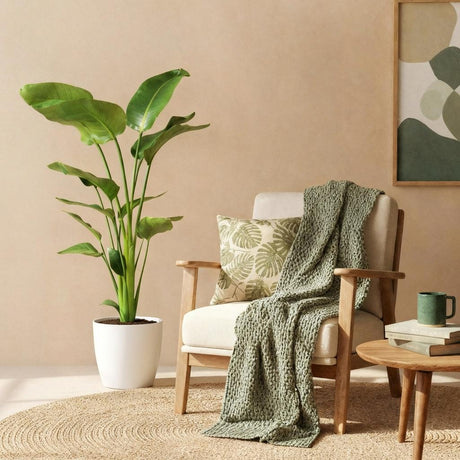 Green BoutiQ - Zimmerpflanzen - Strelitzia Nicolai - Paradiesvogelblume - Pflegeleicht - Grün - 1 Pflanze - mit Topf Grau - Topf 21cm - Höhe 110-120cm