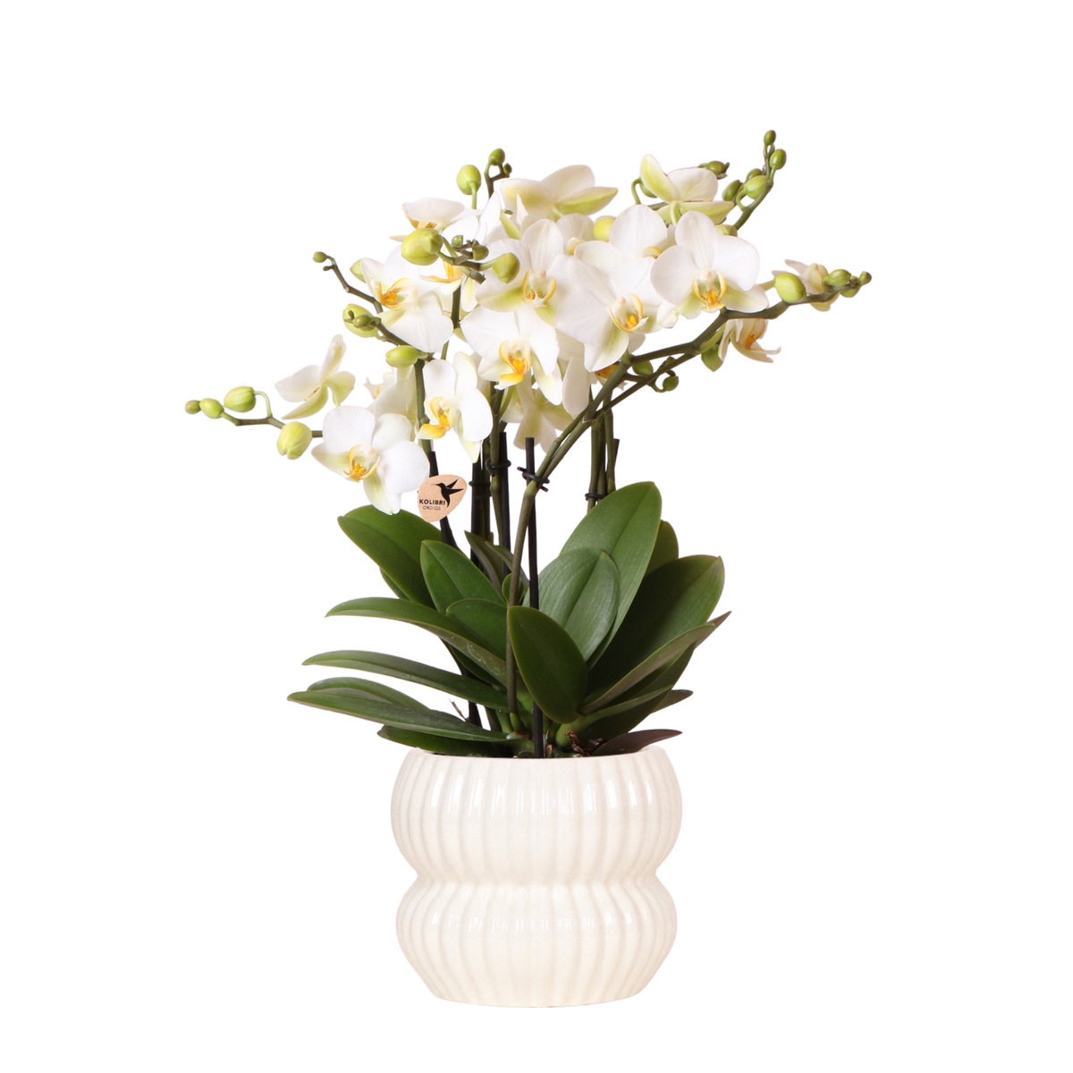Orchidée Phalaenopsis blanche Blossom Lausanne avec cache-pot Horizon blanc
