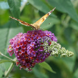 Green boutiQ - Sommerflieder - Buddleja davidii Flower Power - Blüte Orange Violett - 1 Pflanze - Laubabwerfend - Schmetterlingsanziehend - Topf 17cm Höhe 30cm