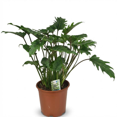 Green boutiQ - Zimmerpflanze - Philodendron - Philodendron Xanadu - Grün - Pflegeleicht - 1 Pflanze - Topf 19cm - Höhe 60cm