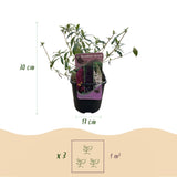 Green boutiQ - Sommerflieder - Buddleja davidii Tricolour - Blüten Rosa, Weiß und Violett - 1 Pflanze - Laubabwerfend - Schmetterlingsanziehend - Topf 17cm Höhe 30cm