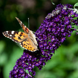 Green boutiQ - Gartenpflanze - Buddleja davidii Black Night - Schmetterlingsstrauch - Winterhart - Violett - 3 Pflanzen - Topf 17cm - Höhe 45cm