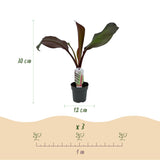 Green boutiQ - Fruitplant - Bananenpflanze - Ensete ventricosum Maurelli - Winterhart - 4 Pflanzen - Topf 12cm Höhe 30cm