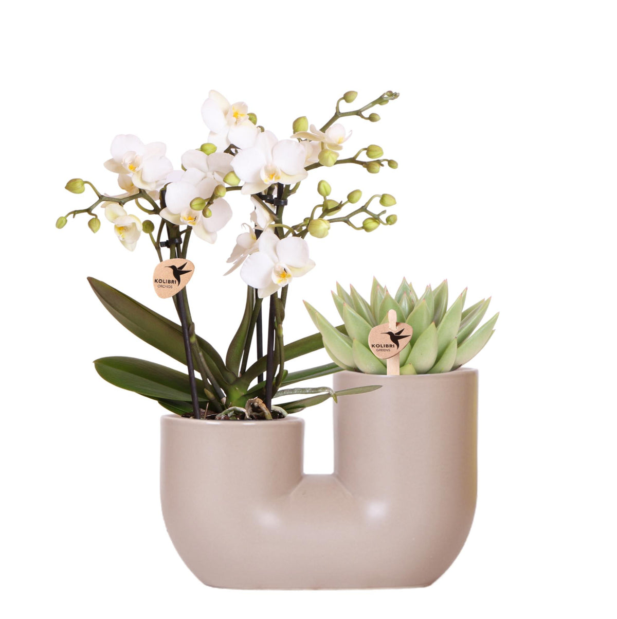 Kolibri Orchids | Set aus weißer Orchidee Zürich und Sukkulente im Tube-Ziertopf Sand - Topfgröße Ø9cm | blühende Zimmerpflanze - frisch vom Züchter