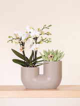 Kolibri Orchids | Set aus weißer Orchidee Zürich und Sukkulente im Tube-Ziertopf Sand - Topfgröße Ø9cm | blühende Zimmerpflanze - frisch vom Züchter