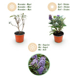 Green boutiQ - Gartenpflanze - Buddleja davidii Butterfly Candy Little Lila - Schmetterlingsflieder - Kompakt - Lila - 1 Pflanze - Topf 12cm - Höhe 20-25cm