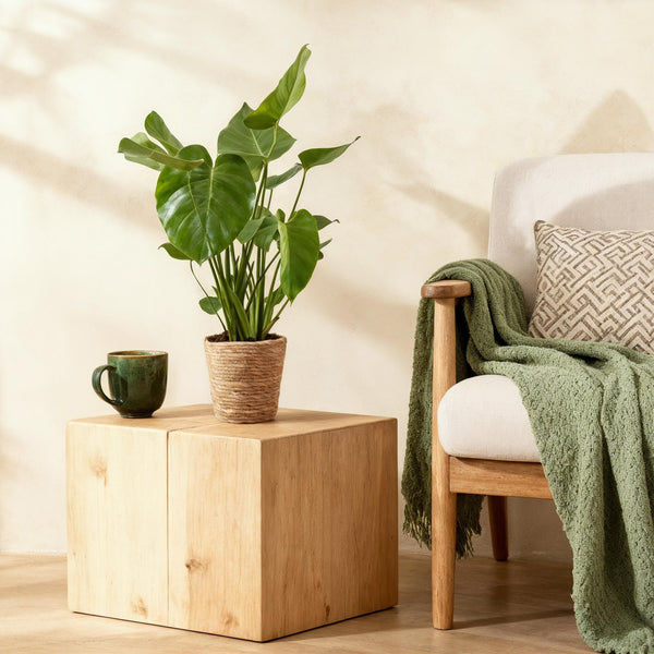 Green BoutiQ - Green is... Zimmerpflanzen - Monstera Deliciosa - Fensterblatt - Pflegeleicht - mit Korb - Grün - 1 Pflanze - Topf 17cm - Höhe 50-55cm
