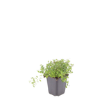 Thym serpolet en godet - Thymus serpyllum - H 10-25 cm, pot Ø9 cm - photo 3