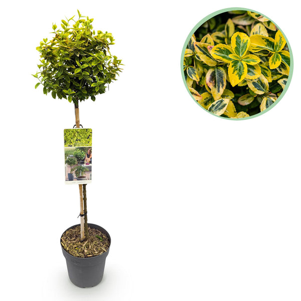 Green boutiQ - Gartenpflanze - Kriechspindel Emerald n Gold - Stammform - Terrassenpflanze - Immergrün - Wenig Pflege - Topf 19cm Höhe 90cm