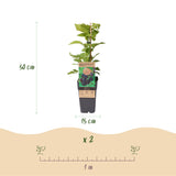 Framboisier noir Black Jewel - Rubus occidentalis - 2 plants - H 50 cm, pot Ø15 cm