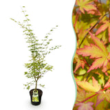 Érable du Japon Sangokaku - H 90 cm, pot Ø26 cm