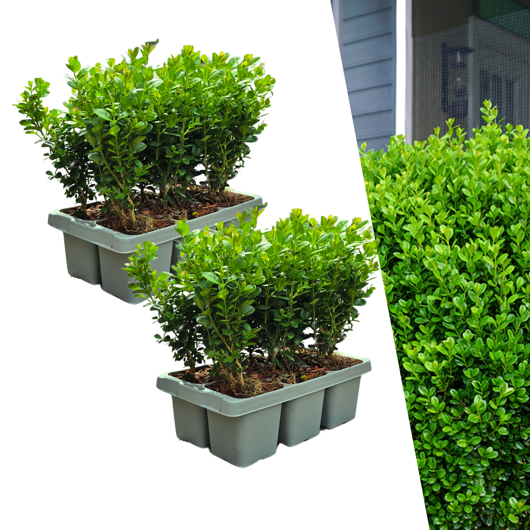 2 x 6er-Pack Buxus NewGen Freedom – Winterharte Immergrüne Sträucher 12 x Ø7 cm - ↕15 cm | Kompakter Buchsbaum