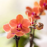 Orchidée Phalaenopsis orange Mineral Bolzano et succulente - coffret Allure blanc