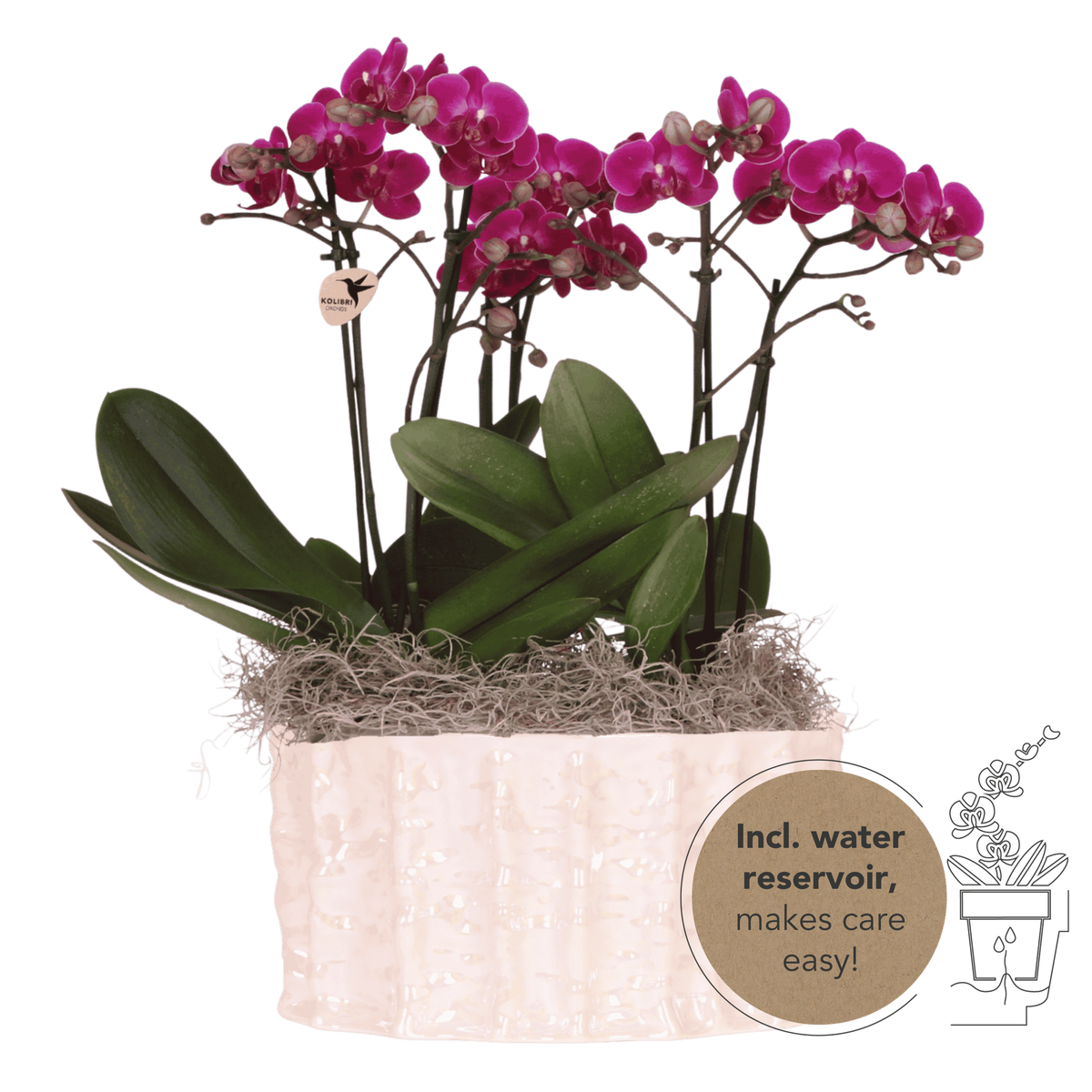 Orchidées Phalaenopsis violettes Mineral Morelia - bouquet de 3 en coupe Oyster - pot Ø9 cm