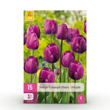 Green boutiQ - Blumenzwiebeln - Tulpe Triumph Purple - Farbe Lila - 15 Stück - Zwiebelgröße 11/12 - XXL Pack