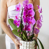 Orchidée Phalaenopsis violette Niagara Fall Free Ride - pot Ø12 cm