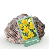 Green boutiQ - Blumenzwiebeln - Narzisse Gelb - Farbe Gelb - 40 Stück - Zwiebelgröße 10/12