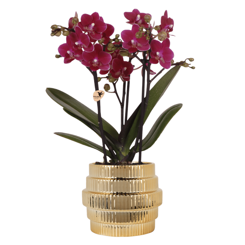 Orchidée Phalaenopsis violette Chamonix avec cache-pot Allure doré - H 40 cm, pot Ø9 cm