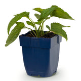 Rudbeckia Goldsturm - H 15-25 cm, pot Ø11 cm