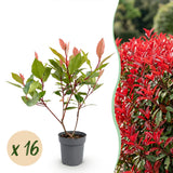 Kit haie Photinia nain Little Red Robin - H 25-35 cm, pot Ø9 cm