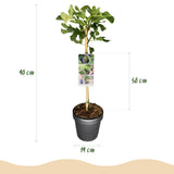 Green boutiQ - Gartenpflanze - Ficus carica Brown Turkey - Hochstamm - Terrassenpflanze - Laubabwerfend - Pflegeleicht - Topf 19cm Höhe 90cm