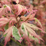 Green boutiQ - Terrassenpflanze - Japanischer Ahorn - Acer palmatum Iyoshi - Rosa - 2 Pflanzen - Laubabwerfend - Topf 19cm Höhe 70cm